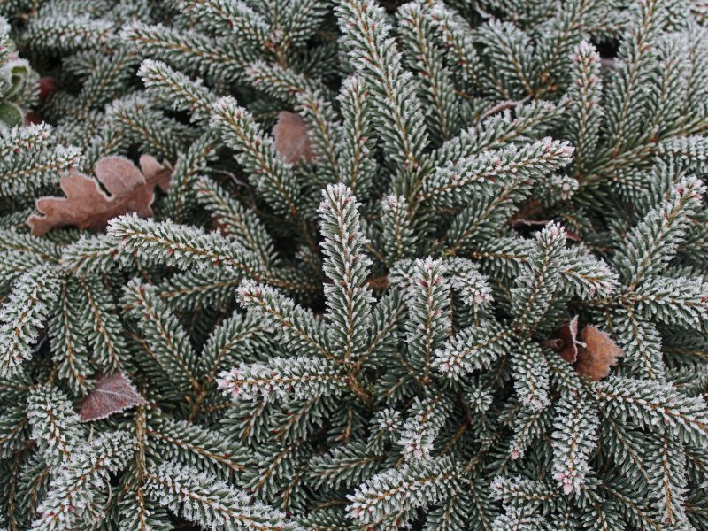 Conifer touched by frost