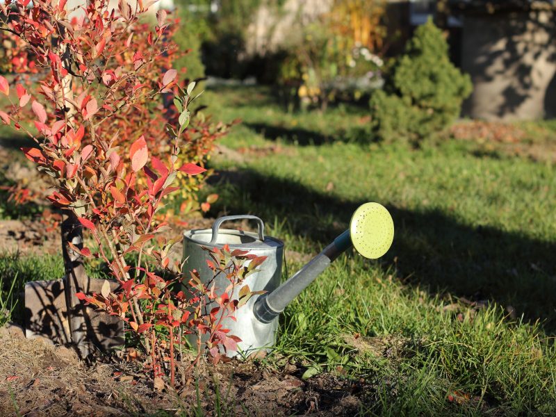 Autumn Work With Flowering Blue Berry Bush