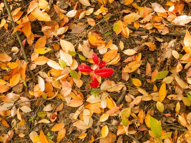 Kostiantyn li Autumn Leaves