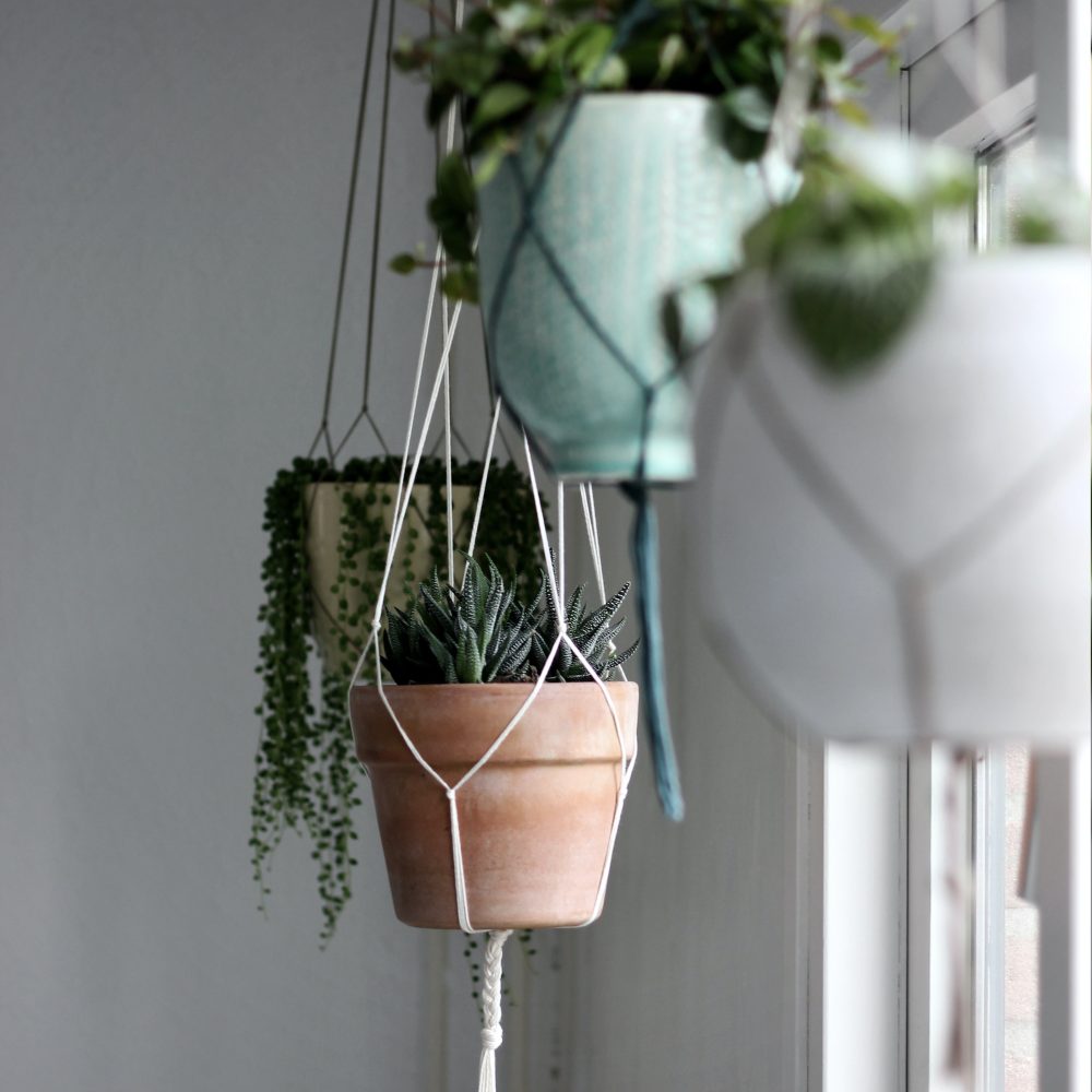 Angele kamp- Indoor Pots