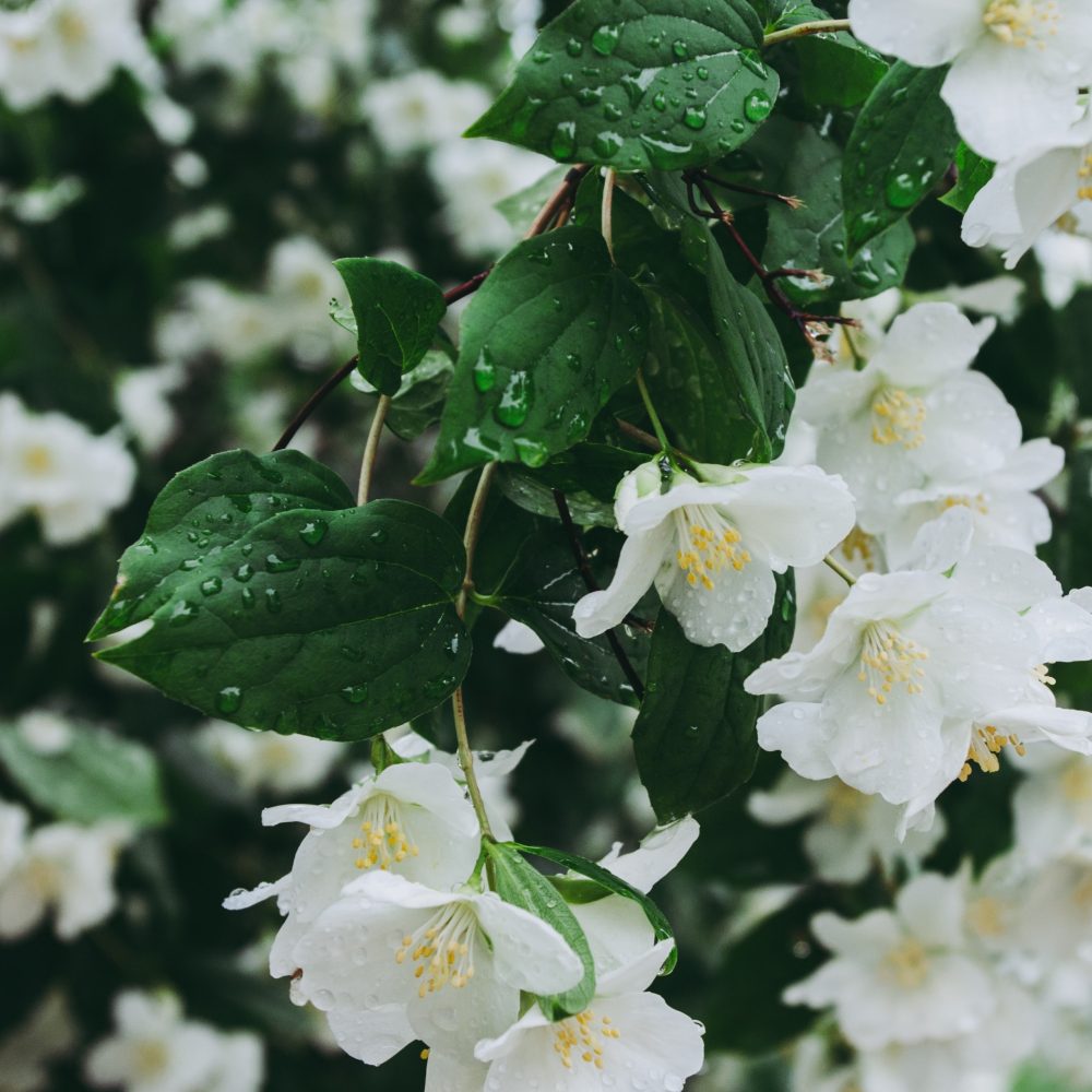 Dagmara dombrovska jasmine