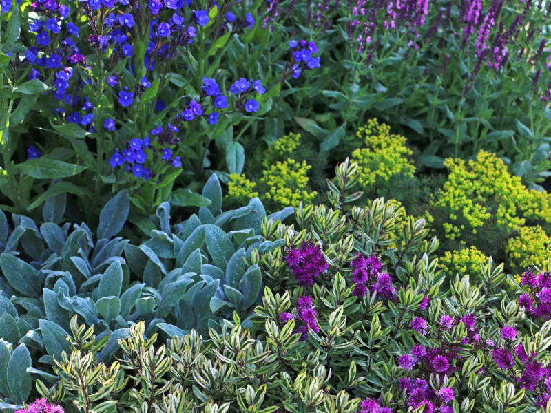 Colour themed planting.png