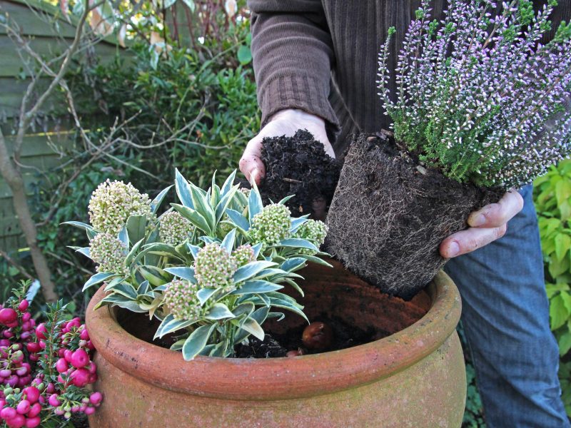 Heather Gaultheria- Planting a winter pot.jpeg