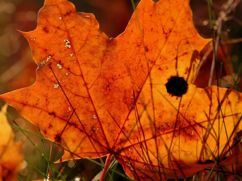 Anne Nygard- An Autumn Leaf