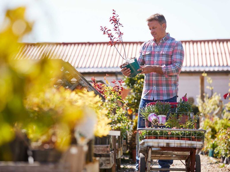 Choosing plants in garden centre