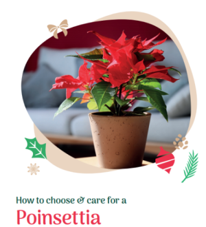 How to care for Poinsettia