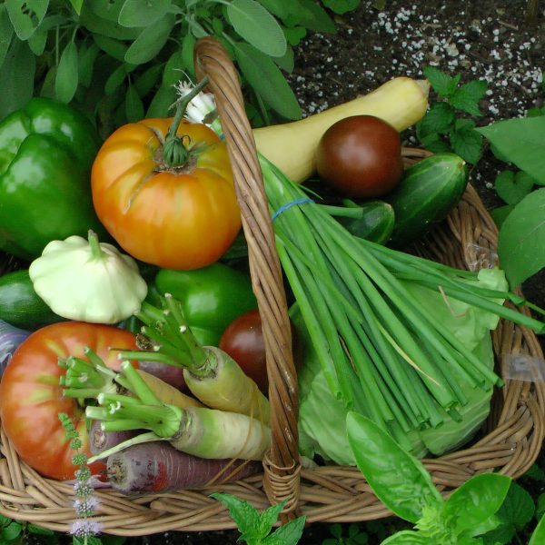 Annie lang- Vegetable Basket