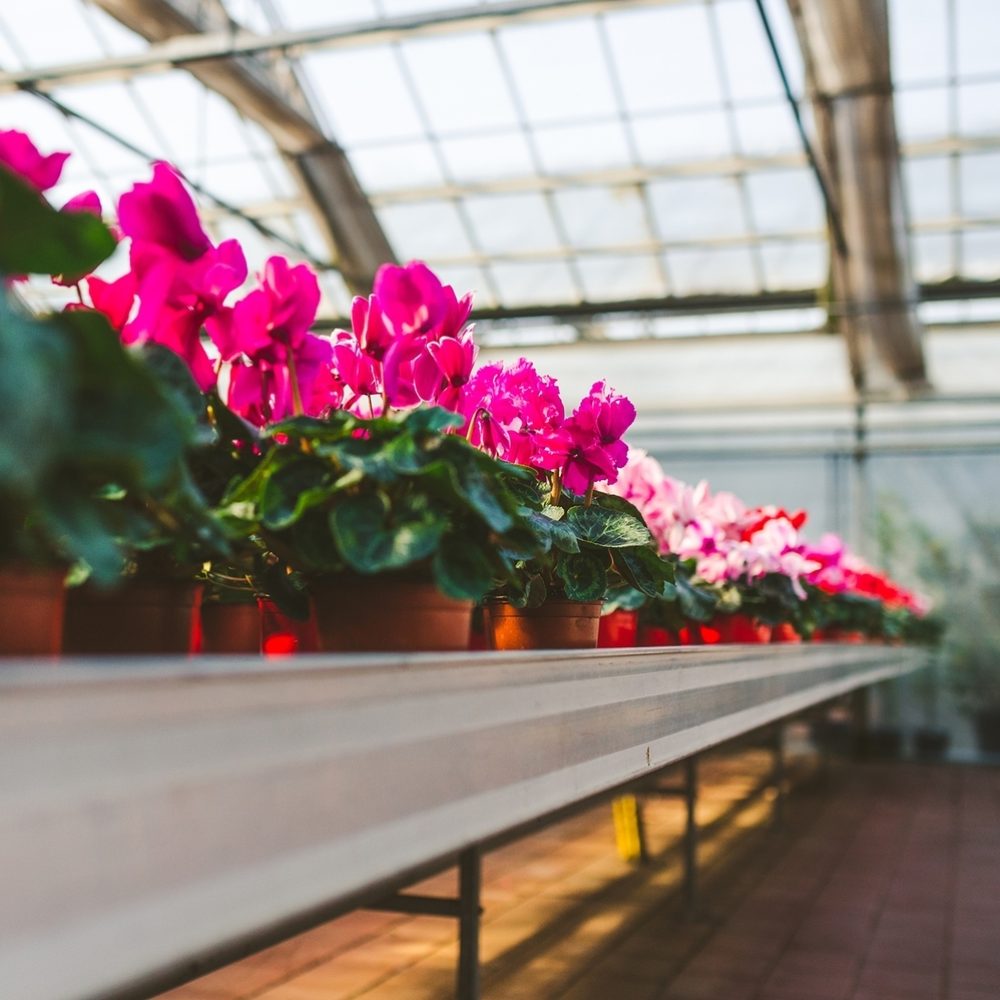 Red purple cyclamen shelf