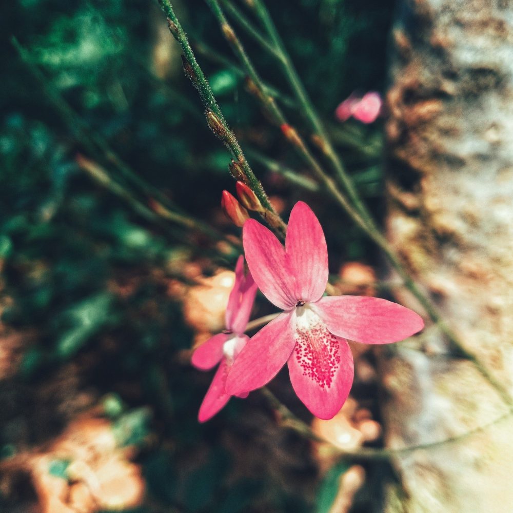 Wildflowers gadbcbb1a2 1920