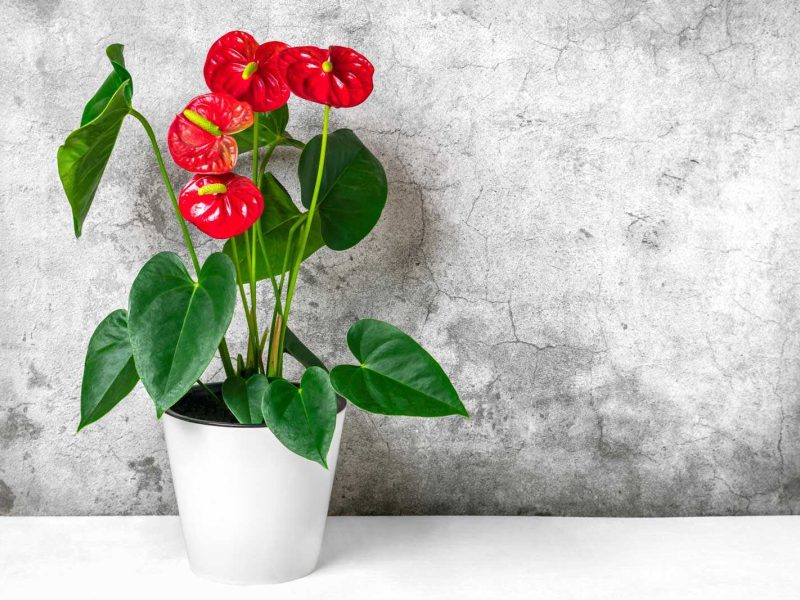 Anthurium plant