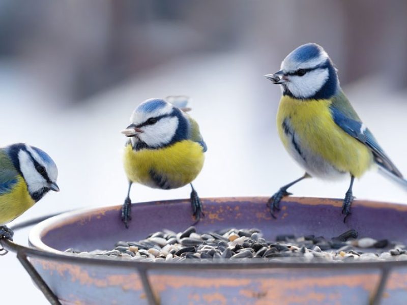 Blue tits on bird feeder 002