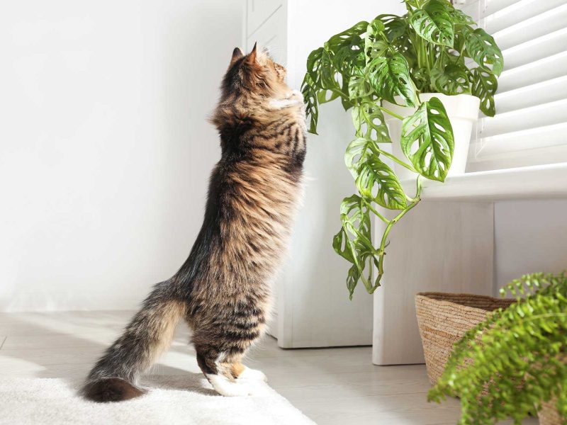 Cats love plants