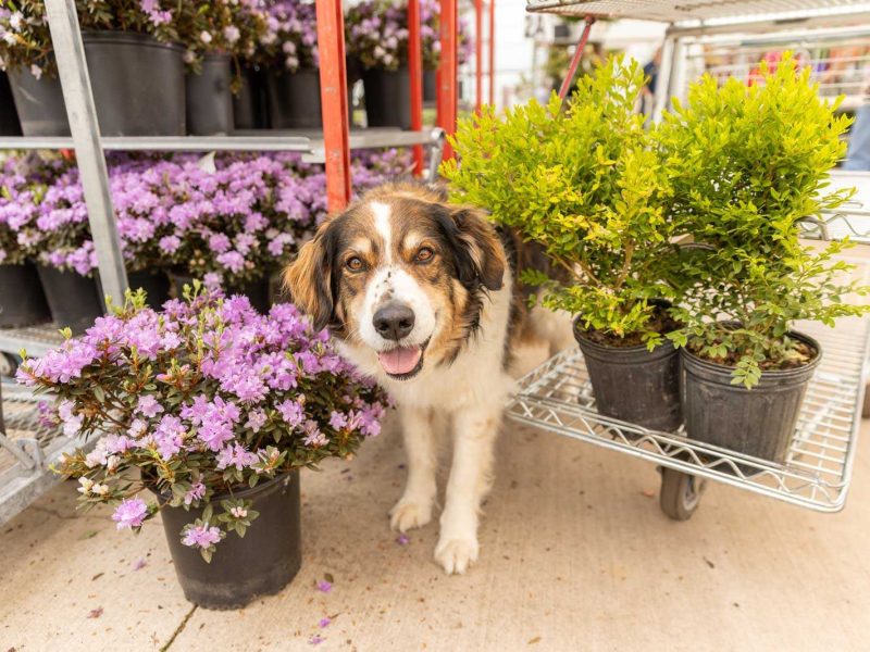 Confident friendly dogs enjoy visiting garden centres