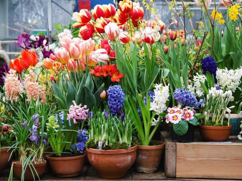 Display of bulbs in containers