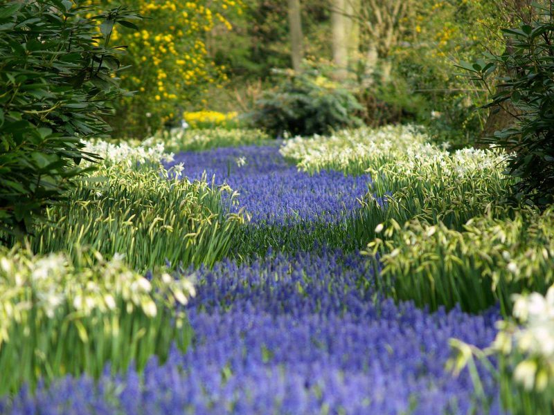 Drifts of muscari and narcissi