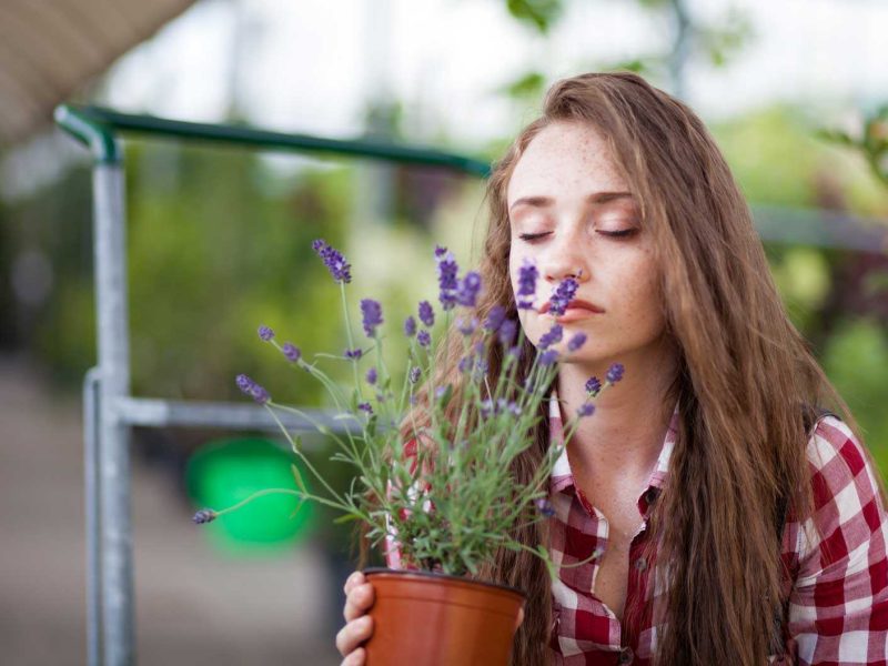 Girl with potted lavender plant