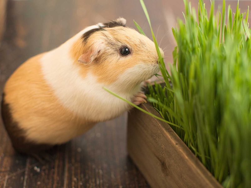 Grow your own guinea pig enrichment