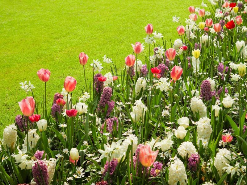 Hyacinths and tulips in coordinating colours