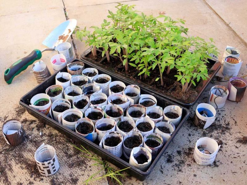 Newspaper plant pots