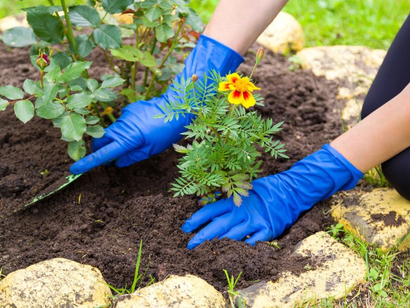 Planting marigolds