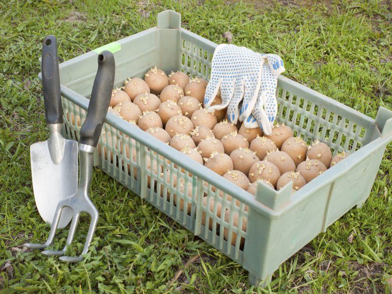 Planting potatoes