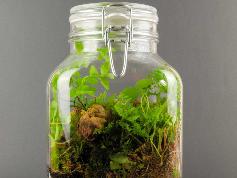 Tiny terranium