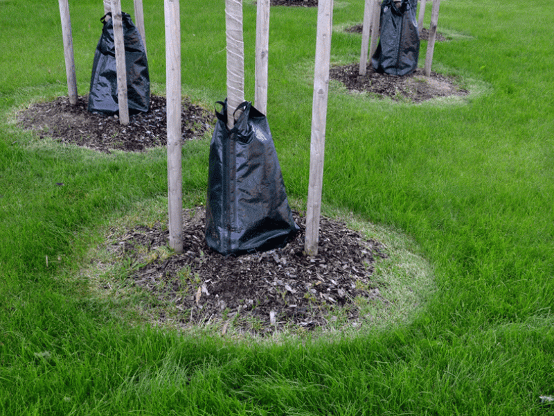 Tree watering bags