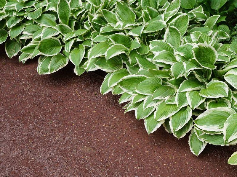 Variegated hosta